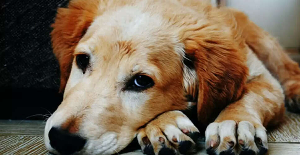 Bengaluru Woman Allegedly Kills Pet Dog in Disturbing Ritual