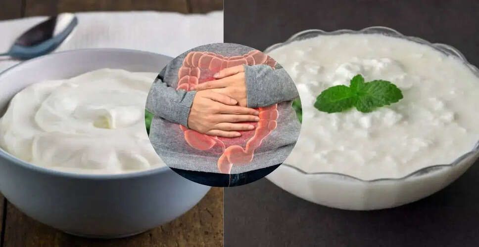 Exploring the Gut Health Benefits of Dahi vs. Greek Yogurt
