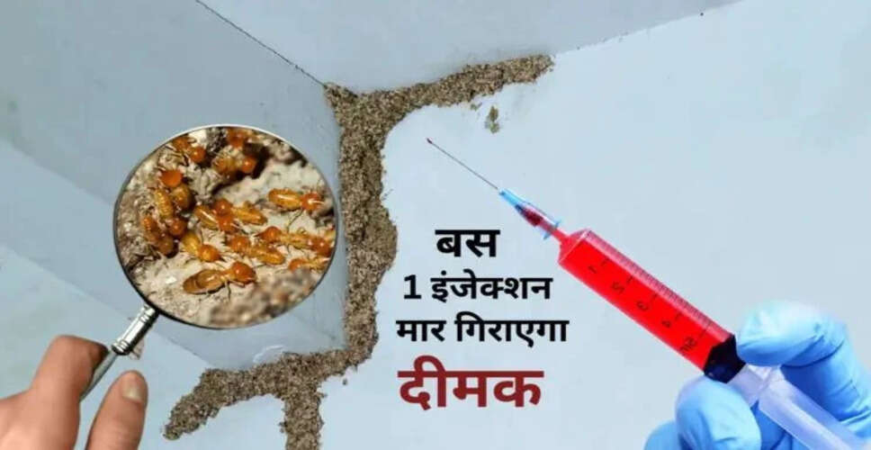 Effective Home Remedy to Eliminate Termites Easily