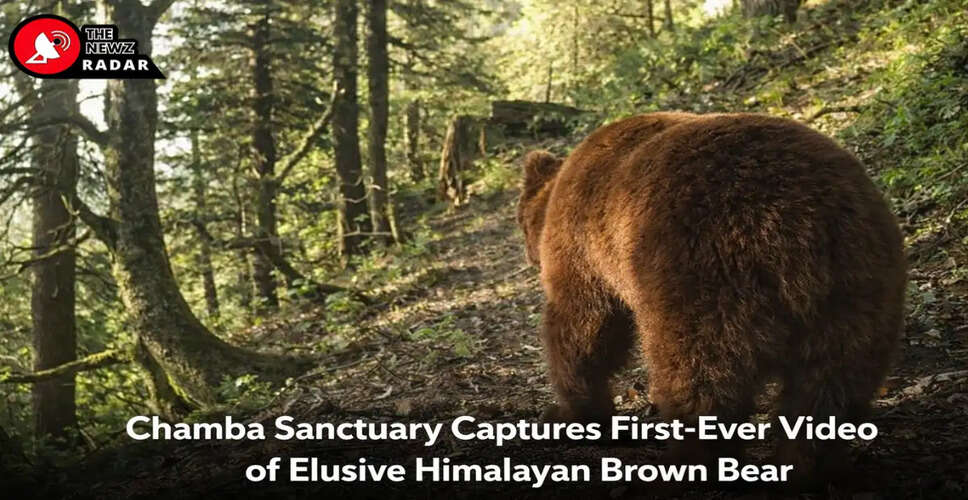 Historic Video Capture of Himalayan Brown Bear in Himachal Pradesh