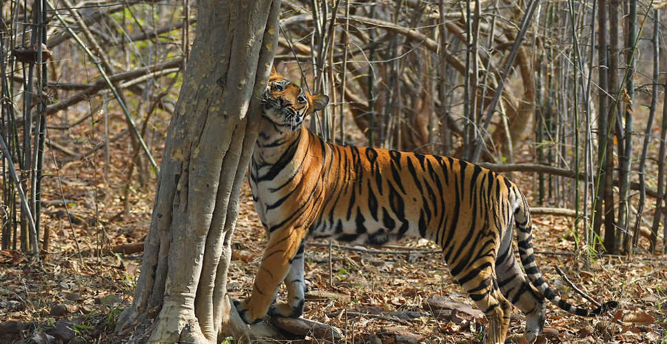 Mysterious Death of Tiger Cub Discovered in Bandhavgarh National Park