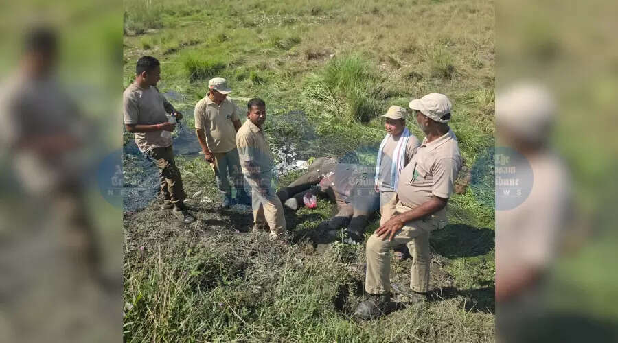 Concerns Rise as Two Elephant Deaths Occur Near India-Bhutan Border