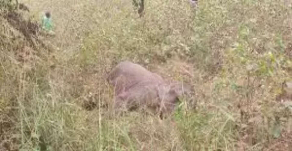 What Happened to the Elephant in Keonjhar? Tusk Theft Sparks Investigation
