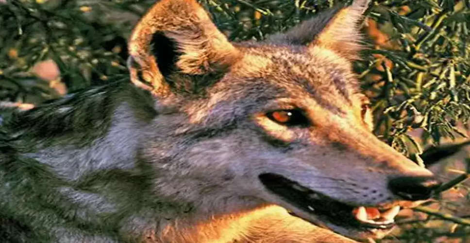 Gujarat's wolf population faces alarming decline, only 150 left