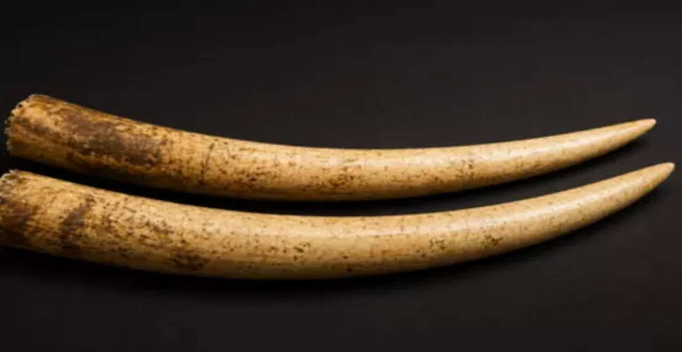 Four Arrested in Chembur for Illegal Elephant Tusks Trade