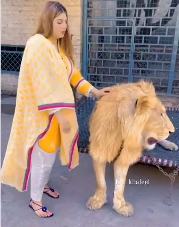 Girl Approaches Lion for Social Media Reel, Shocking Reactions Follow