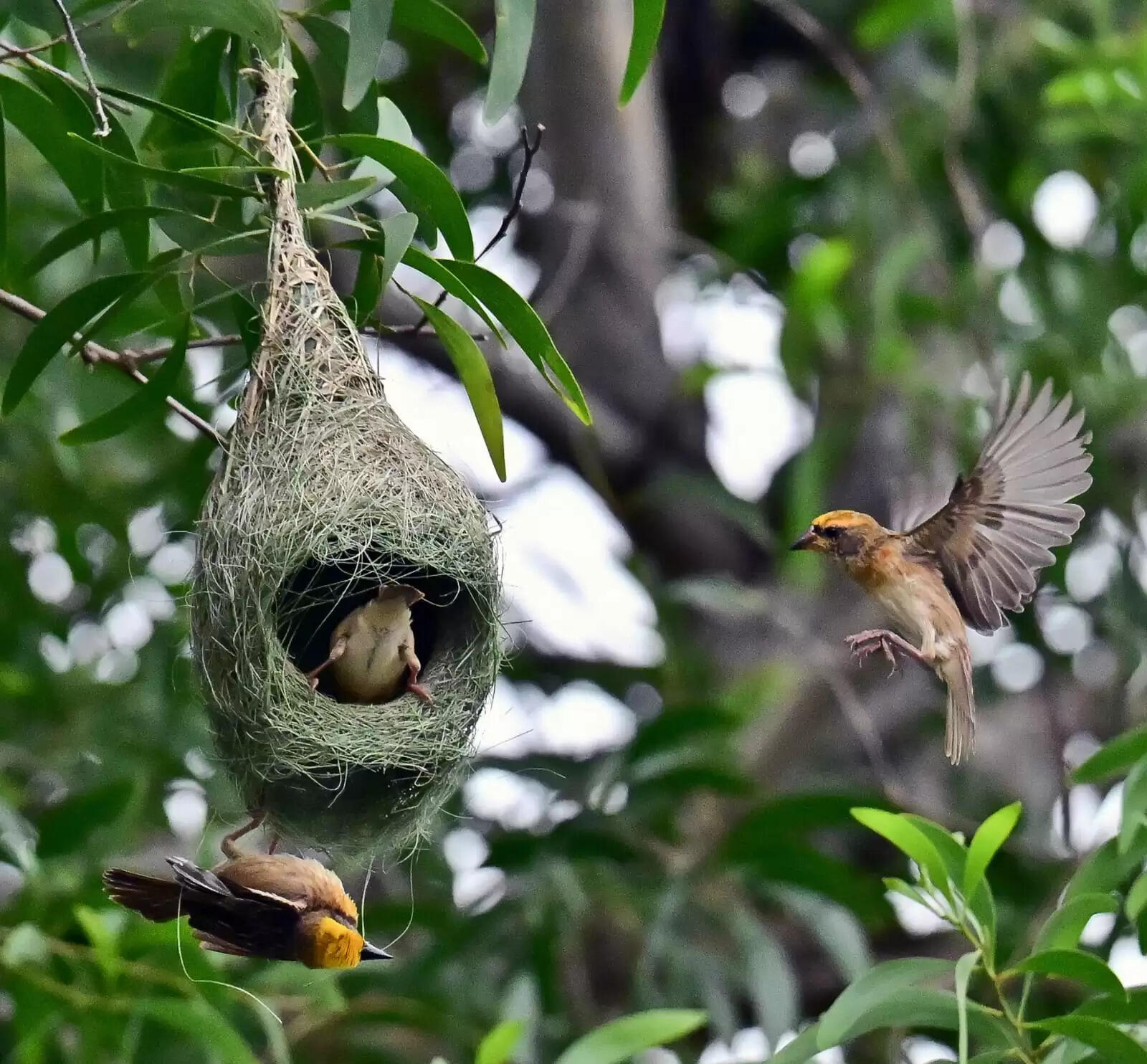 A Spectacular Celebration: Goddess Gauri's Arrival at Bhubaneswar's Lingaraj Temple