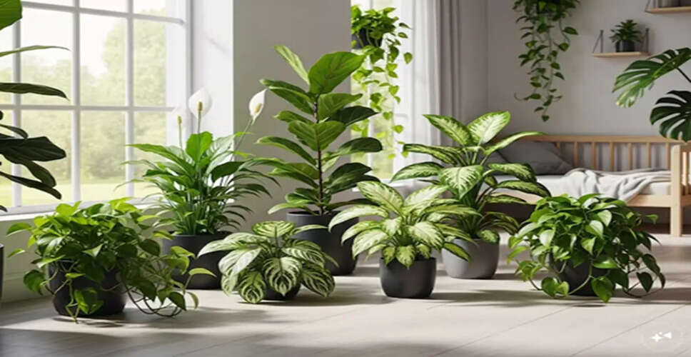 Indoor Plants to Avoid for a Safe Home Environment