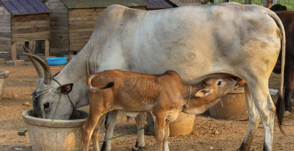 Discover Auspicious Signs to Enhance Your Day According to Vastu Shastra