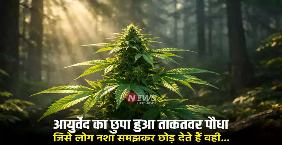 Exploring the Medicinal Benefits of Hemp in Ayurveda