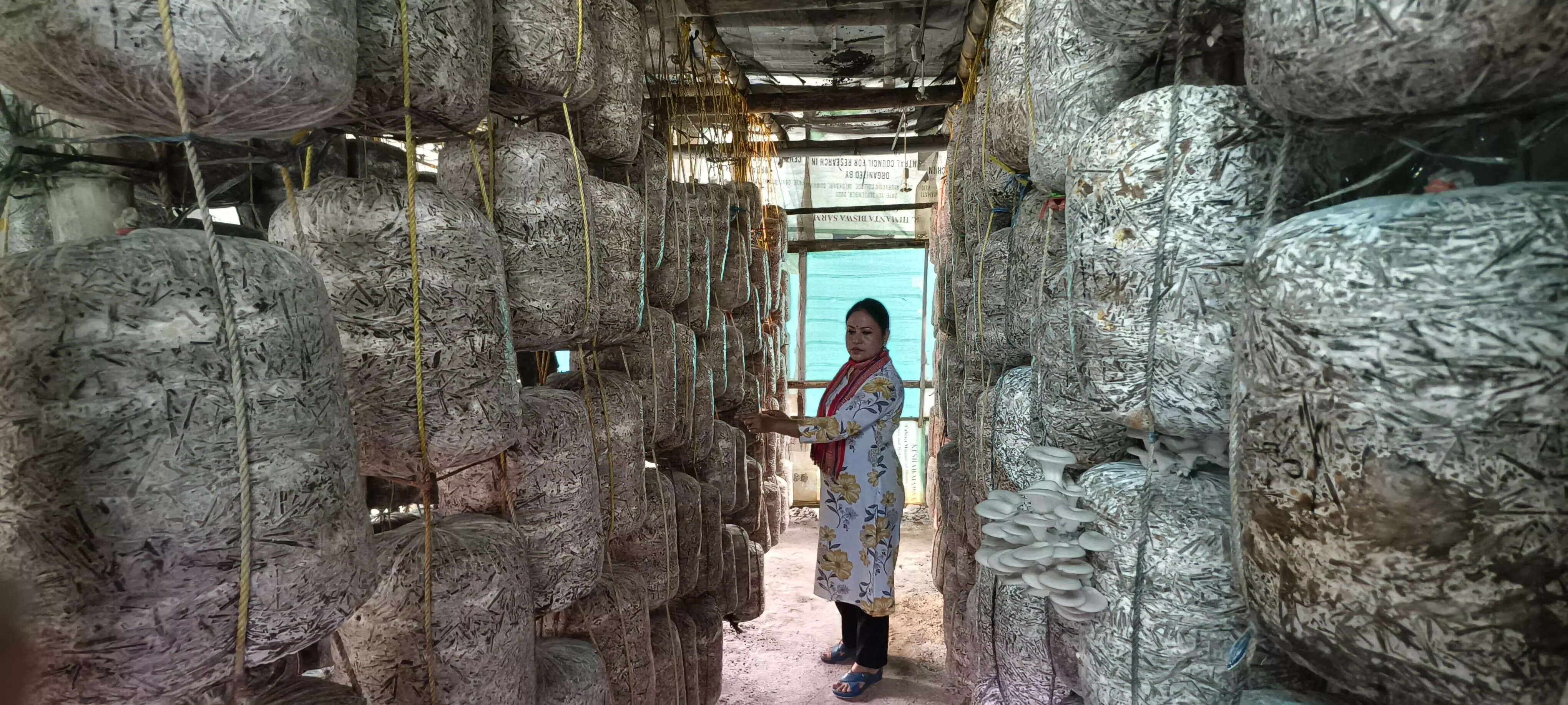 Transforming Lives: The Rise of Mushroom Cultivation in Assam