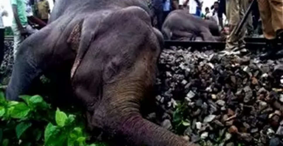 With just 2% of India's elephants, WB reports most human-elephant deaths