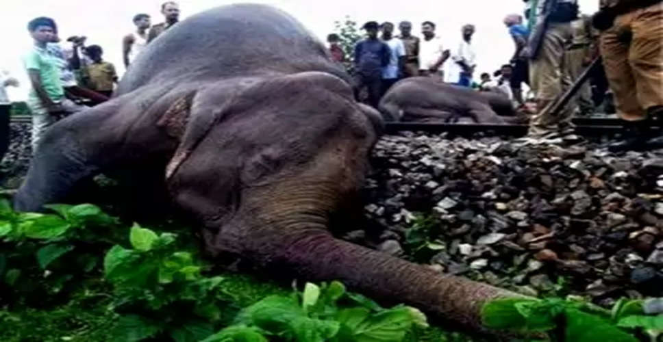With just 2% of India's elephants, WB reports most human-elephant deaths