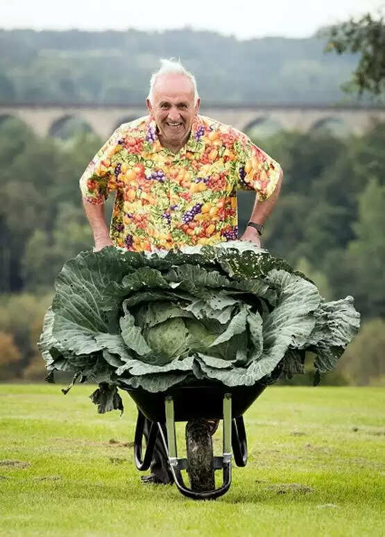Farmer Grows Giant Cabbage Weighing 30 Kilograms in the UK