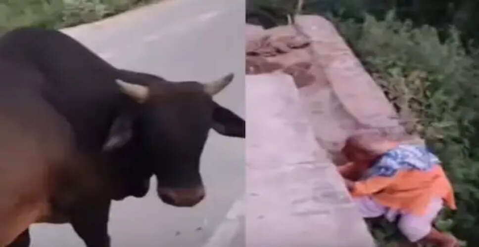 Hilarious Encounter Between Grandpa and Bull Goes Viral