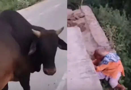 Hilarious Encounter Between Grandpa and Bull Goes Viral