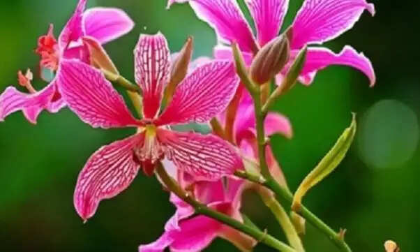 Effective Treatment for Hemorrhoids Using Kachnar Root