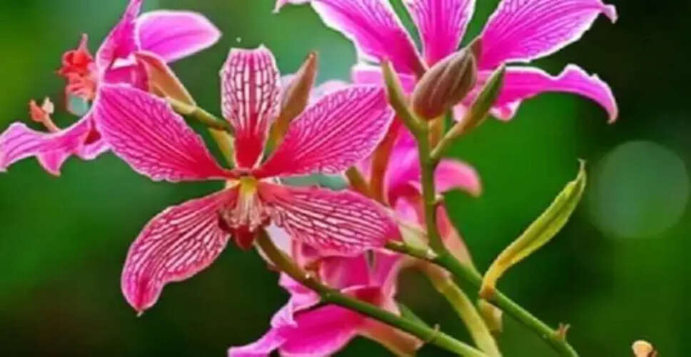 Effective Treatment for Hemorrhoids Using Kachnar Root