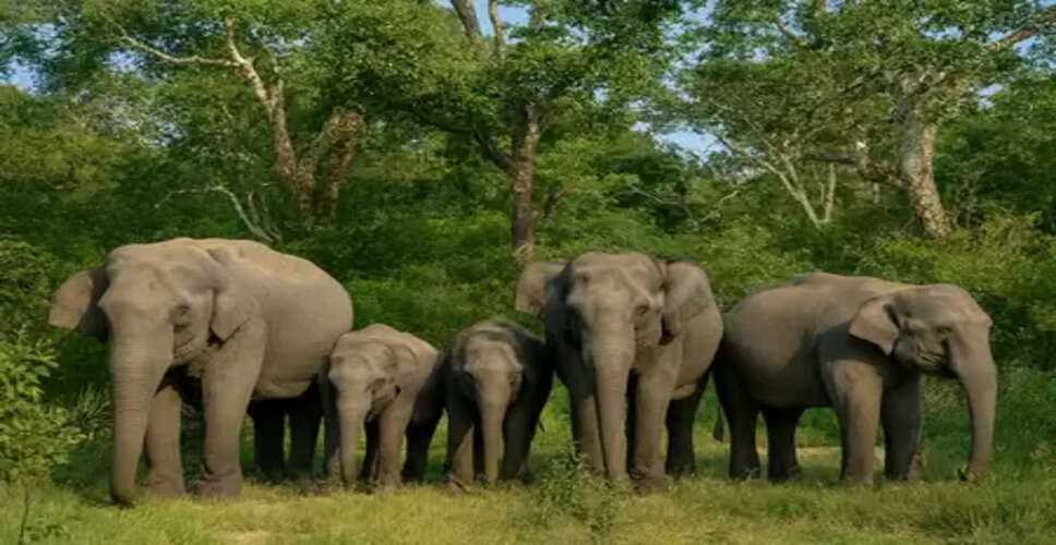 World Elephant Day: Conservation plans to be discussed in Coimbatore tomorrow