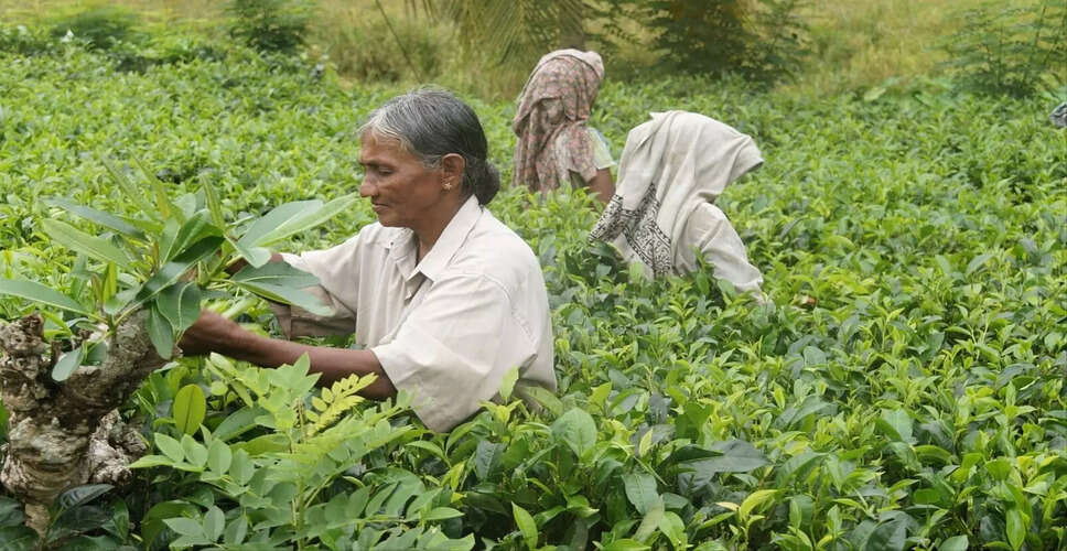 Assam's Small Tea Growers Face Crisis Amid Falling Prices