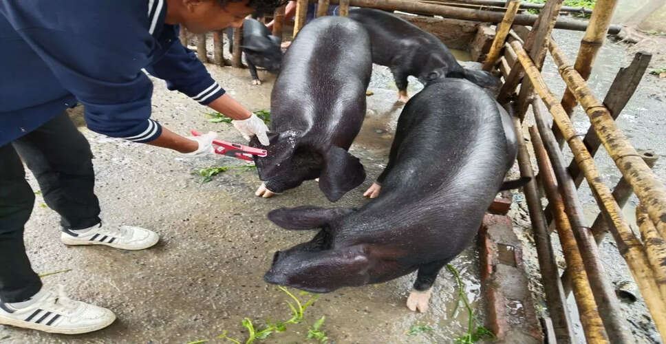 Nagaland Government Steps Up Measures Against African Swine Fever Outbreak