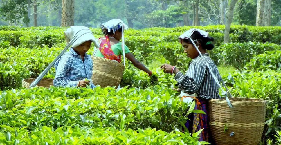 Election Commission Accepts Tea Garden Records for Voter Identity in West Bengal