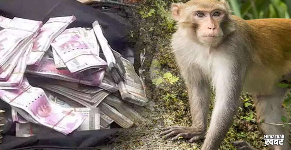 बंदर की वजह से पेड़ पर पैसे की बारिश, लोगों में मची अफरा-तफरी