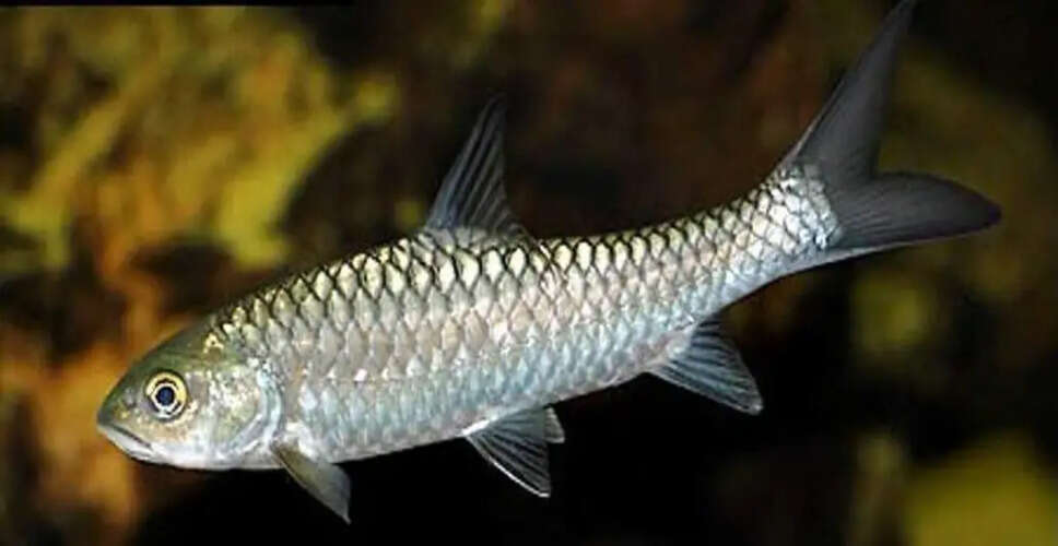 Meghalaya Declares Chocolate Mahseer as State Fish Amid Cabinet Approvals