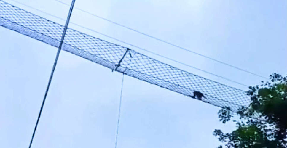 Historic Canopy Bridge Use by Hoolock Gibbon Marks Conservation Milestone