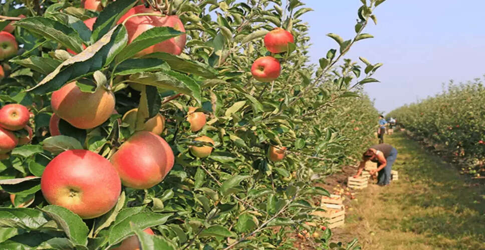 Concerns Rise Among Apple Growers in Himachal Pradesh Due to Lack of Snow