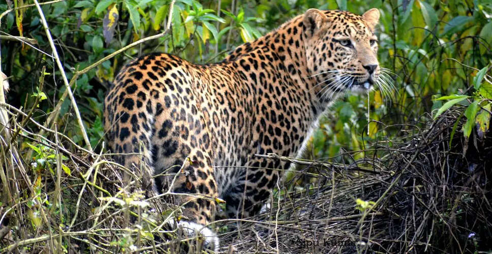 Maharashtra Relocates Leopards to Gujarat Amid Rising Human-Wildlife Conflicts