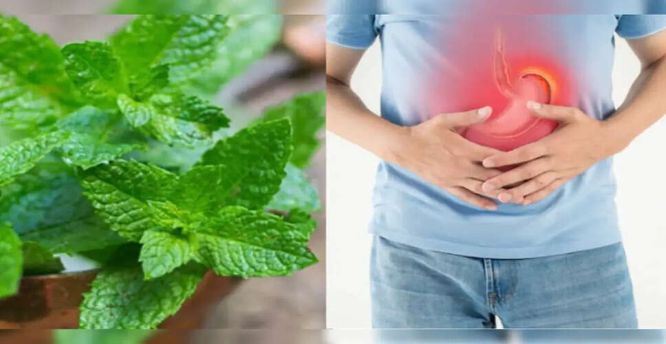 The Refreshing Benefits of Mint in Summer: A Natural Remedy