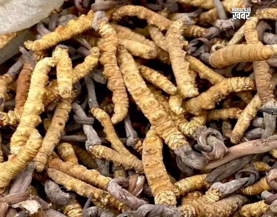 Discover the Power of a Unique Herb: More Potent than Shilajit