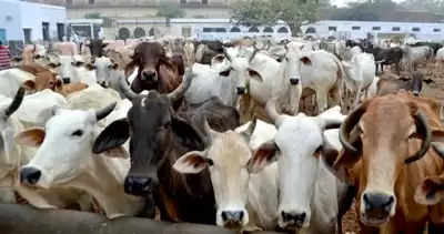 BKU Panchayat against cow shelter in UP's Muzaffarnagar