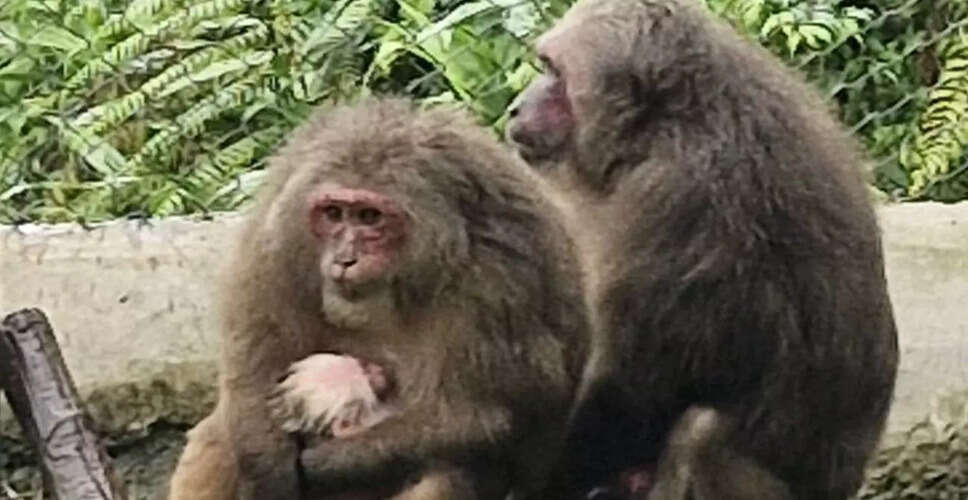 First Successful Birth of Stump-Tailed Macaque at Meghalaya Zoo