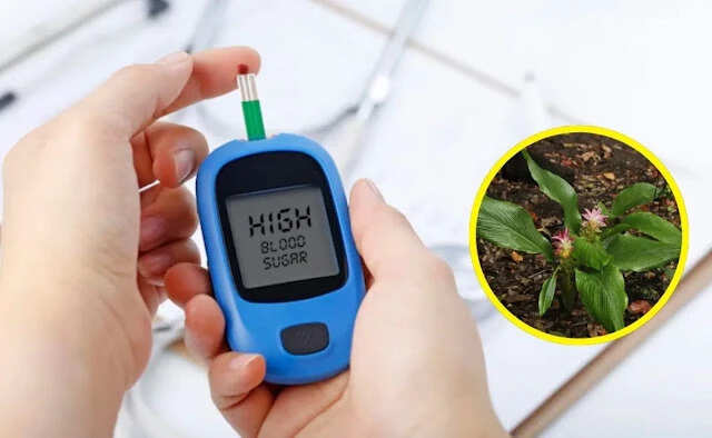 The Miracle Leaf: A Natural Remedy for Diabetes and More