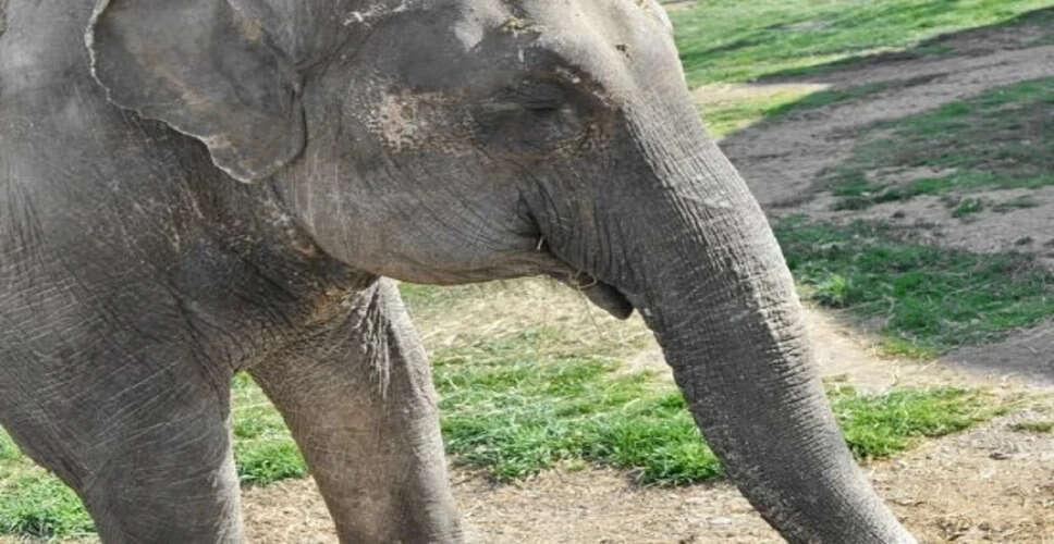 PETA Urges Rajasthan CM to Ban Elephant Rides in Jaipur