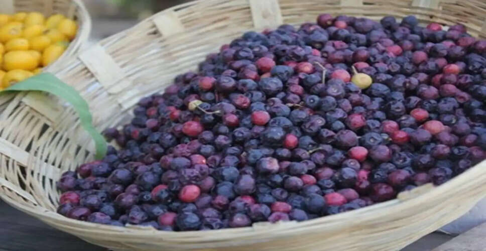 Discover the Refreshing Benefits of Falsa This Summer