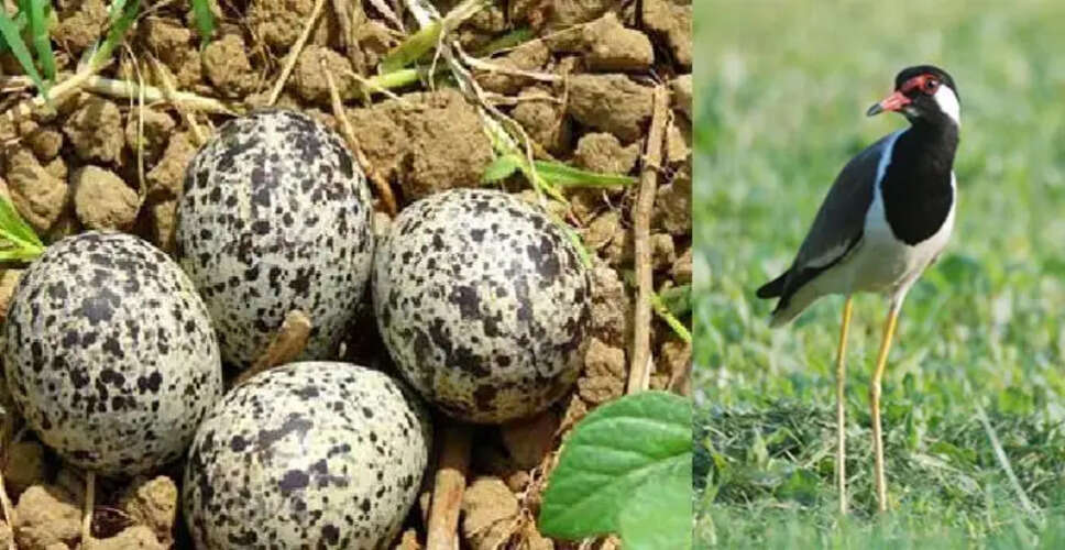 The Enigmatic Titihari Bird: A Path to Wealth