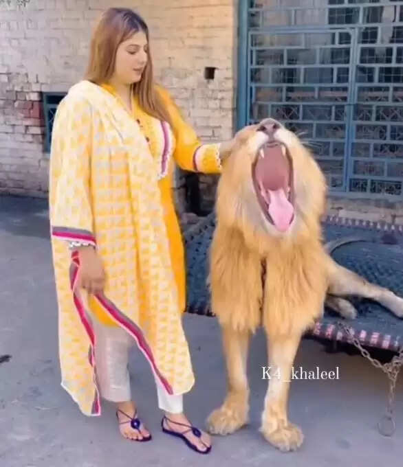 Girl Approaches Lion for Reels, Shocking Reaction Captured