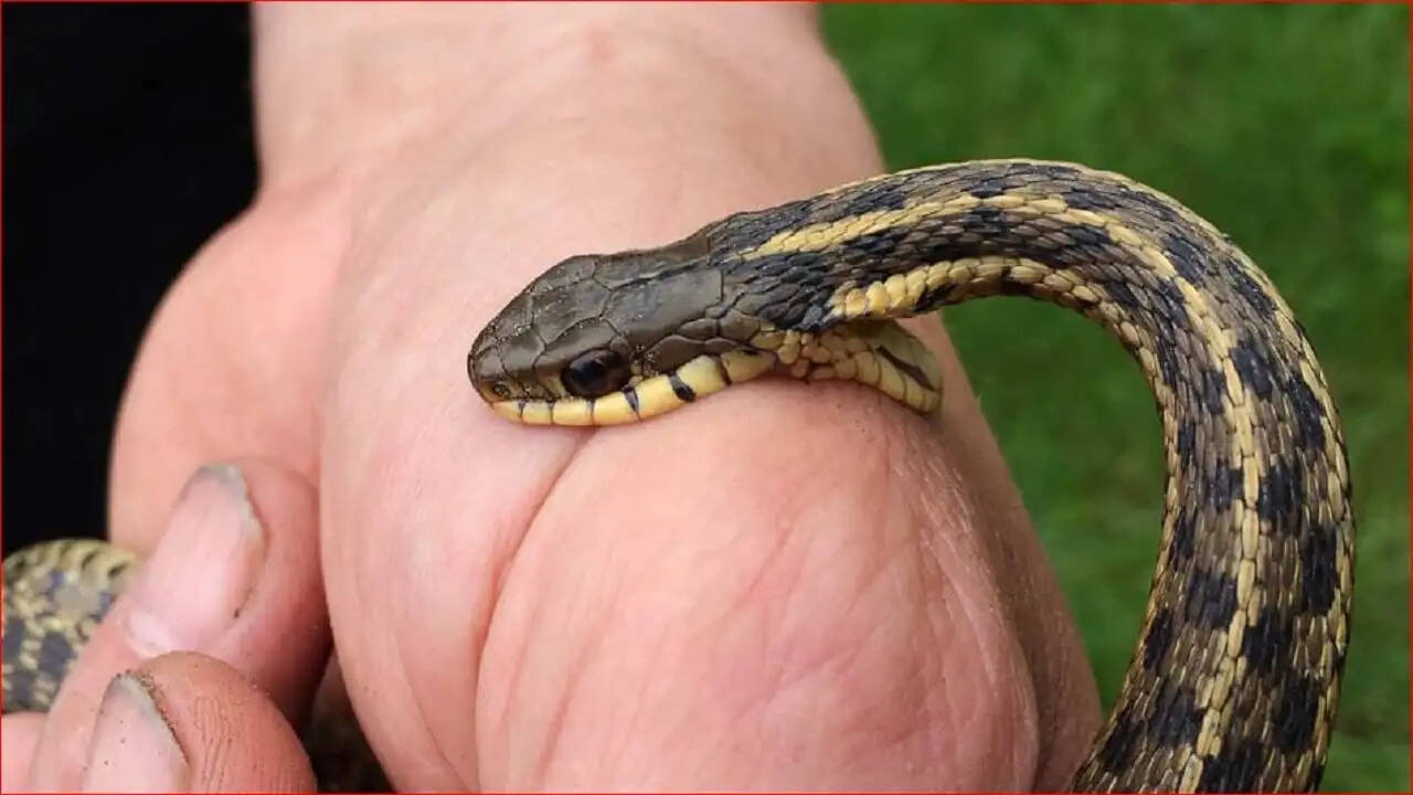 Major Wildlife Trafficking and Drug Syndicate Uncovered in Gujarat