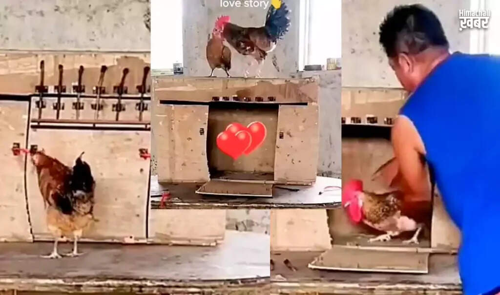 Heartwarming Video Shows Hen Rescuing Rooster from Cage