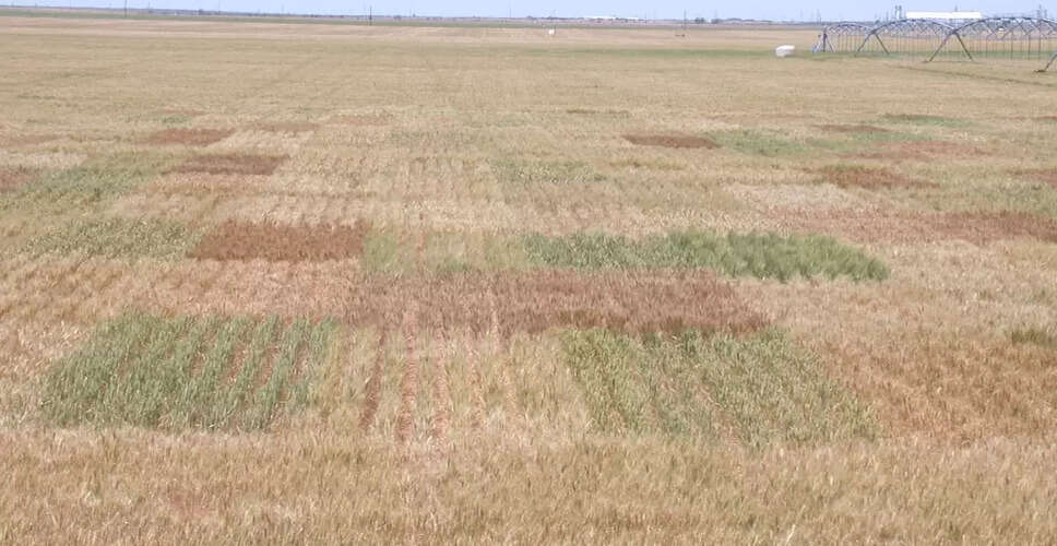 Himachal Pradesh Faces Drought-Like Conditions as Dry Weather Affects Agriculture