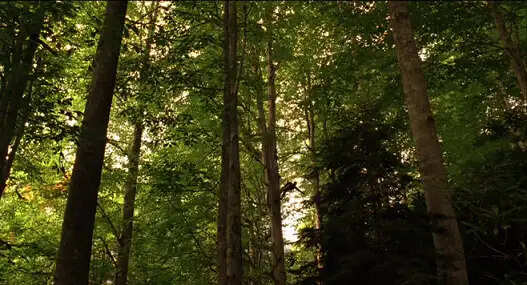 Exploring the Emotional Depth of Semih Kaplanoglu’s Yusuf Trilogy