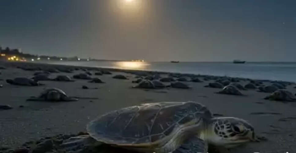 Proud to support conservation efforts of Olive Ridley turtles, says Karan Adani