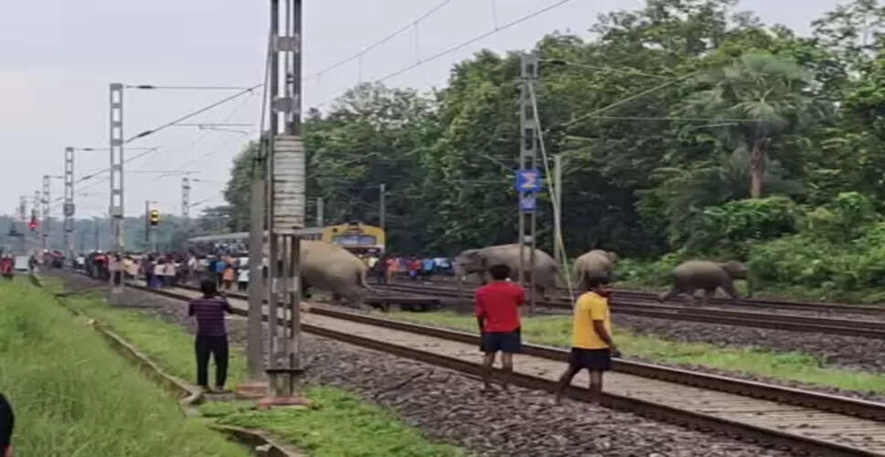 Jharkhand-Bengal elephant corridor turns into jumbo death trap: 7 die in 45 days