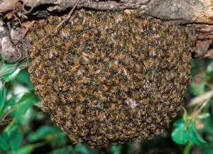 What Happened to 41 Students in Odisha? A Shocking Honey Bee Attack!