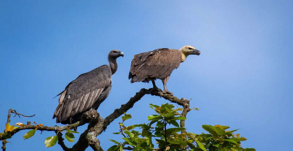 Historic Release of White-Rumped Vultures Marks a Milestone in Conservation Efforts