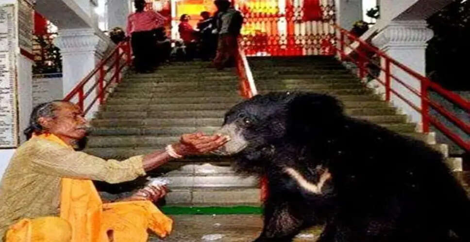 Unique Temple in Chhattisgarh Attracts Bears for Daily Worship