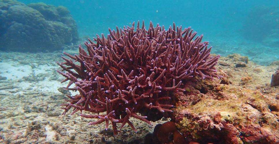 CMFRI's studies on India's marine biodiversity presented at UN global meet